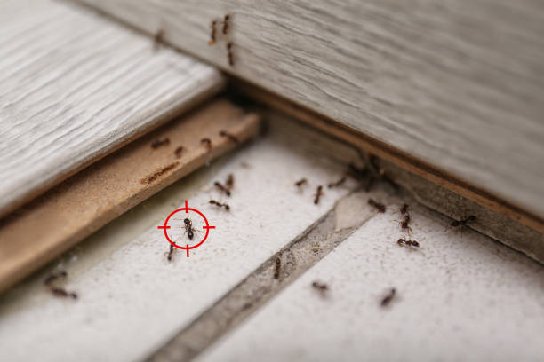 Best Affordable Pest Control Services  in Hobart, OK